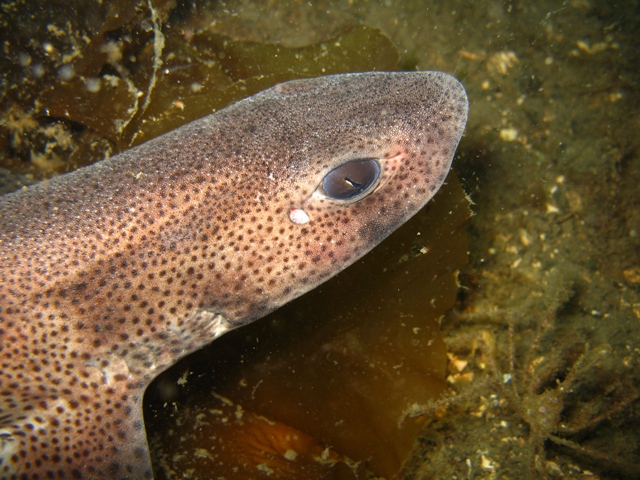 dogfish.jpg