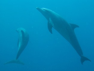 Kingston Doplhins:(c) Iain Crampton