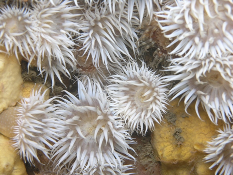 anemones.jpg