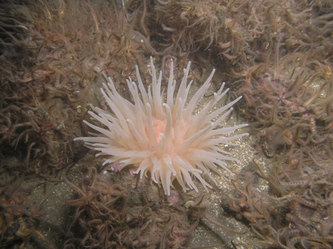 anenome.jpg
