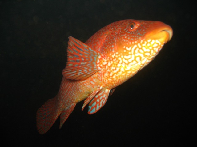 wrasse.jpg