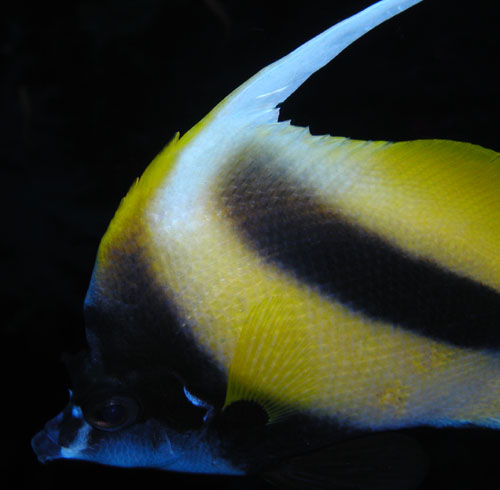 antennabutterflyfish.jpg
