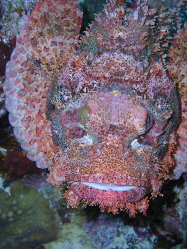 beardedscorpionfish.jpg