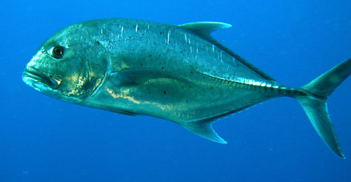 bigeyetrevally.jpg