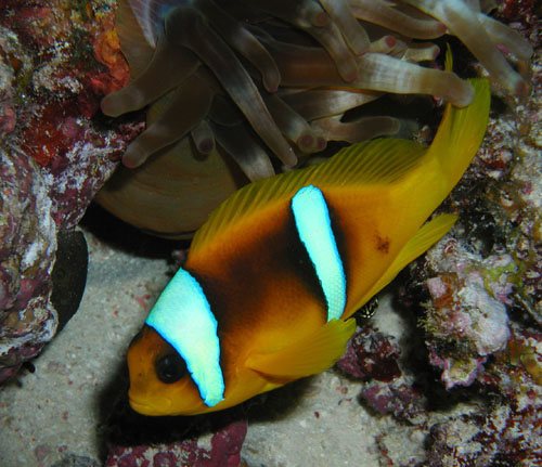 clownfish.jpg