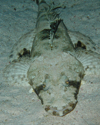 crocodilefish.jpg