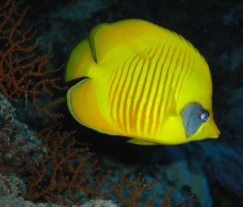 maskedbutterflyfish.jpg