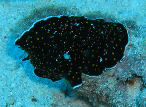 nudibranch.jpg