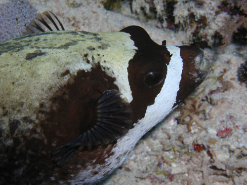 pufferfish.jpg