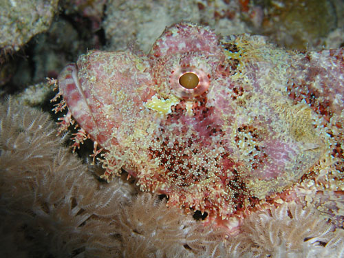 scorpionfish.jpg