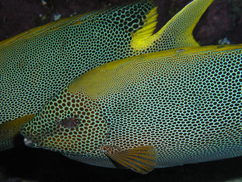 yellowtailwrasse.jpg