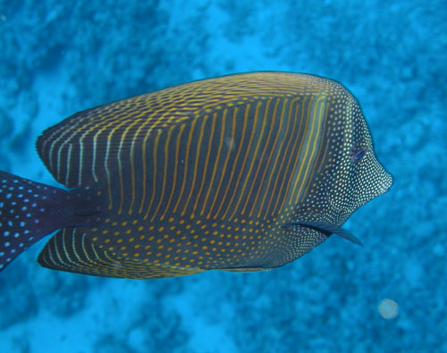 zebrasomasurgeonfish.jpg