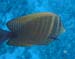 zebrasomasurgeonfish.jpg