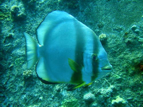 batfish.jpg