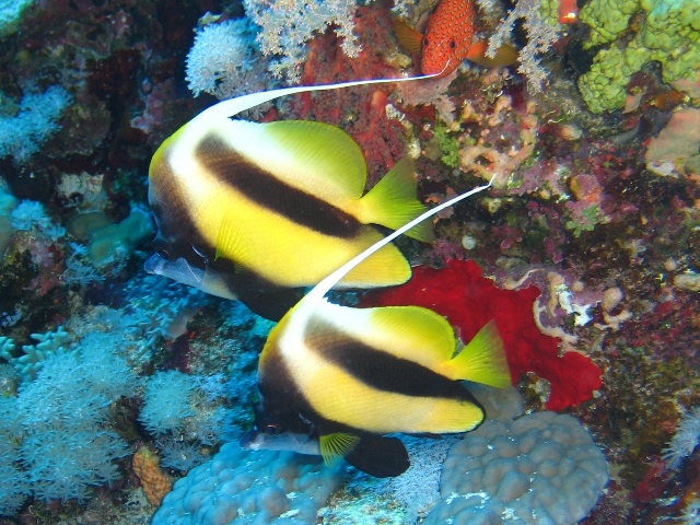 bannerfish.jpg