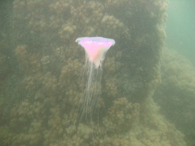 jelly1.jpg