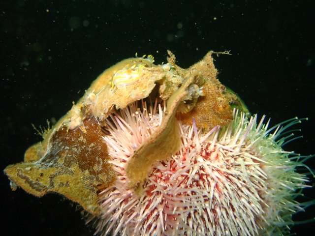 nudibranchs.jpg