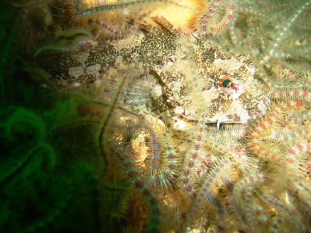 scorpion_fish3.jpg