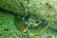 lobster3.jpg