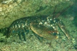 lobster4.jpg