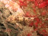 scorpion_fish2.jpg