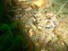 scorpion_fish3.jpg