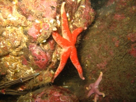 starfish