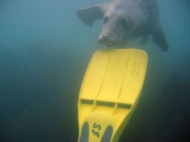 seal pup teething on fins