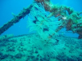 feather worms on the Um el Faround: Teresa Murphy