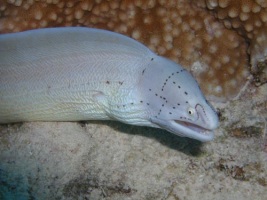 Peppered Moray