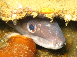 conger conger