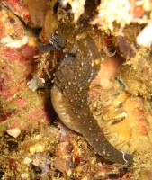 Seahorse, Gato island, Malapascua: Iain Crampton