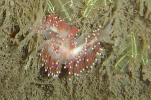 Nudibranch on the Shuna: Teresa Murphy