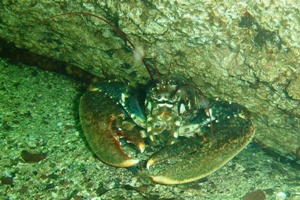big lobster